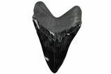 Realistic, 7.4" Carved Obsidian Megalodon Tooth - Replica - #202070-1
